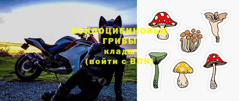 ОМГ ОМГ ссылка  Луза  Галлюциногенные грибы Cubensis 